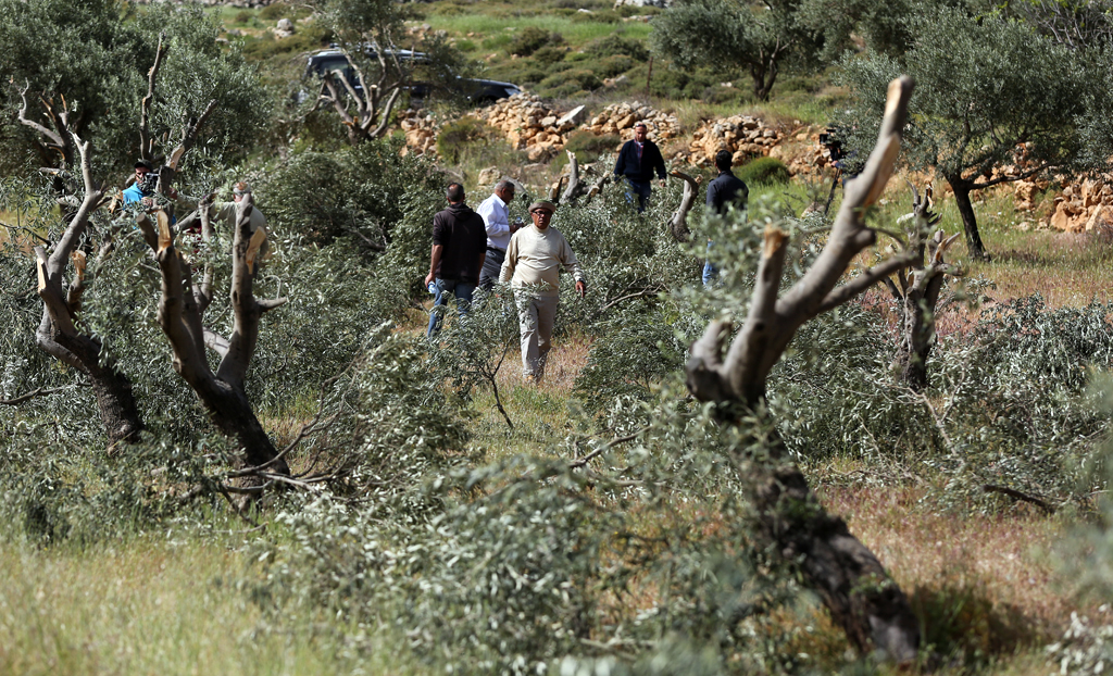 Israeli Settler Rampage: Hundreds of Olives Almond, Vine Trees Destroyed in West Bank
