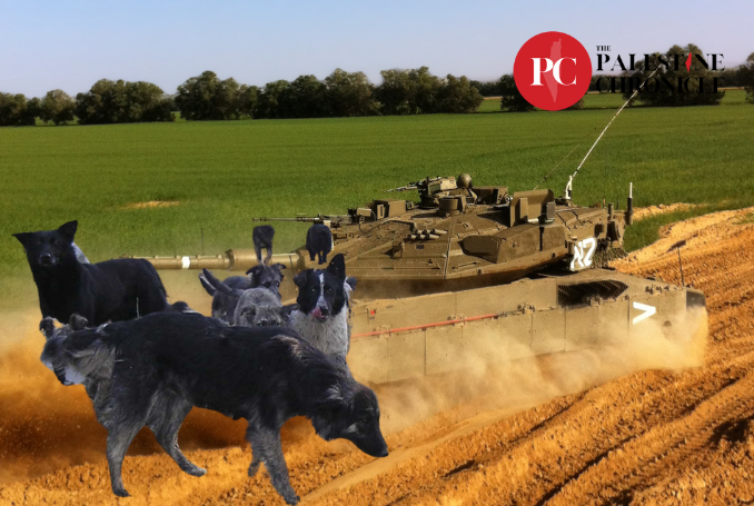 Gaza Stray Dogs Join Resistance, Attack Israeli Occupation Soldiers – KAN