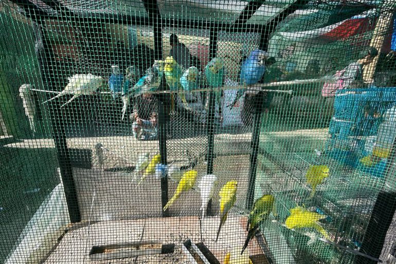 How the songbirds of Rafah help Palestinians cope with the terror of war