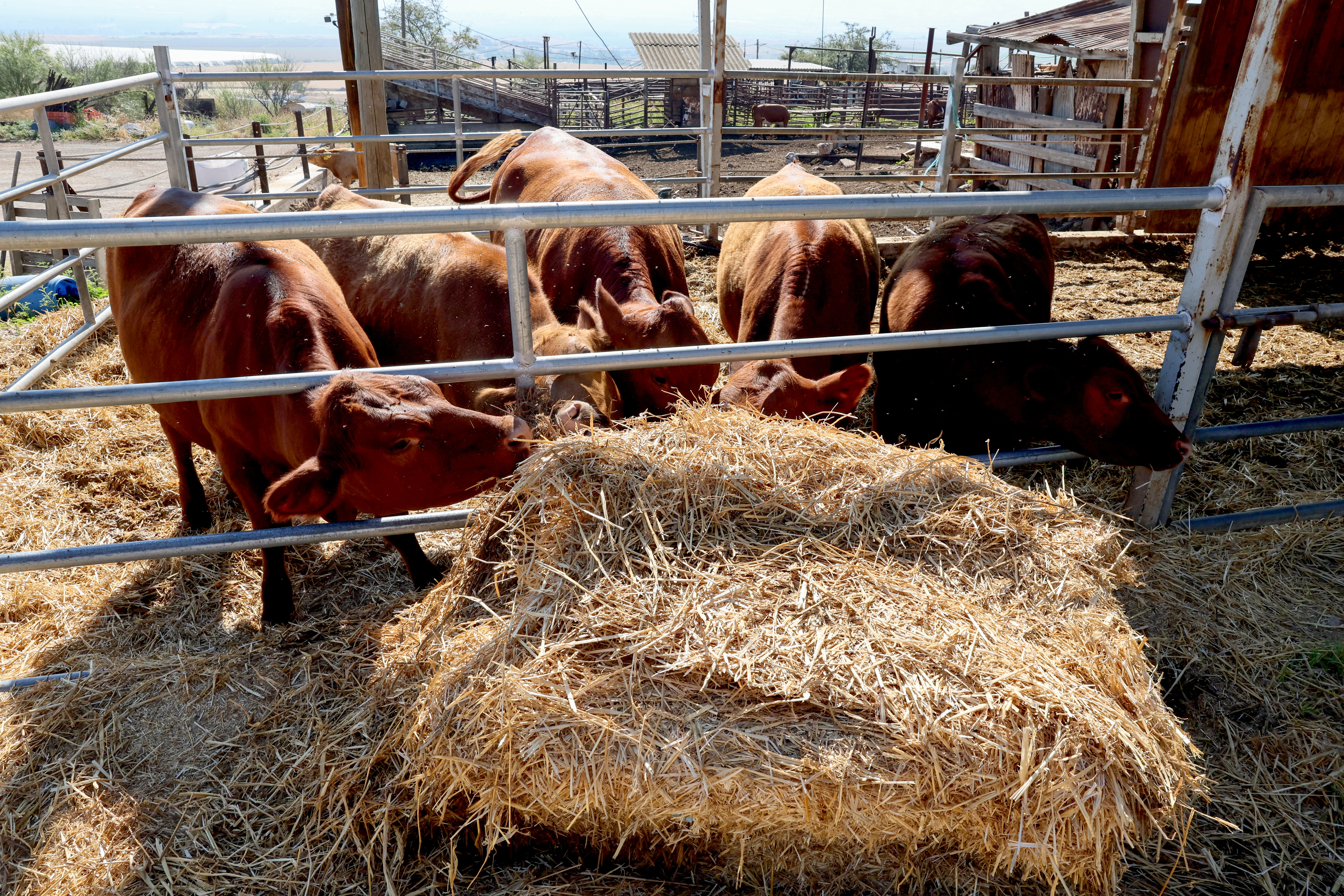 This picture taken on April 27, 2023 shows red heifer cows imported from the US by the Boneh Israel (